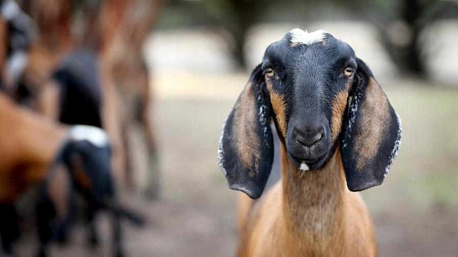 O leite de cabra é um bom substituto para o leite de vaca normal devido ao seu baixo teor de lactose