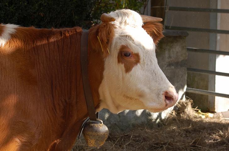 Se você estiver usando um sino de vaca para qualquer um desses fins