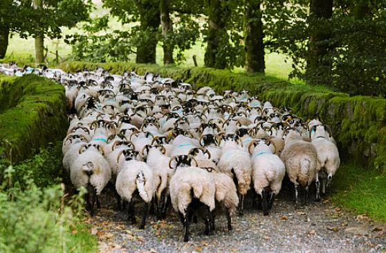Quando se trata de comprar uma fazenda de ovelhas
