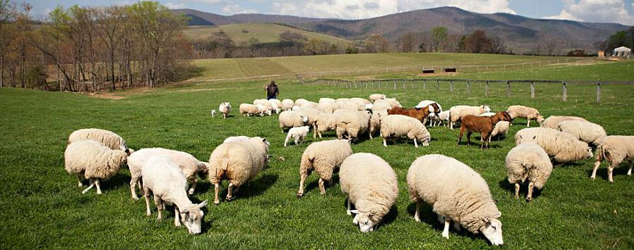 Comprar uma fazenda de ovelhas é uma boa ideia quando você ama a agricultura agrícola