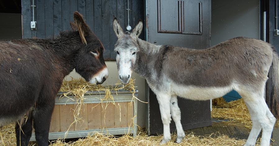 Os burros estão entre os animais mais fáceis de cuidar