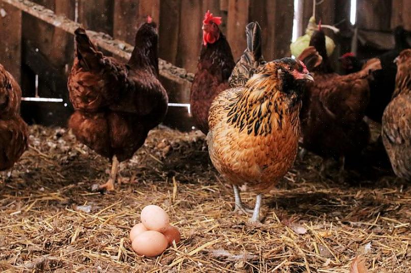 Coletar os ovos nos ninhos pelo menos duas vezes ao dia também é importante para combater a ingestão de ovos