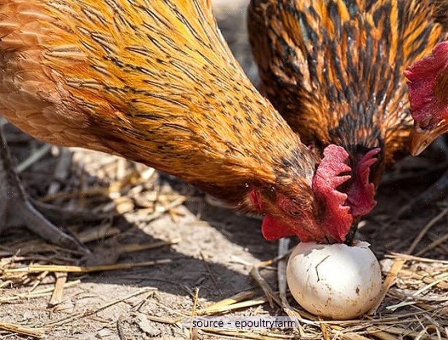 Alimentar o bando de galinhas é outro aspecto importante da ingestão de ovos