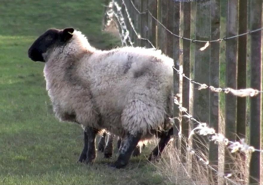A sarna das ovelhas é uma doença causada por um ácaro na pele das ovelhas