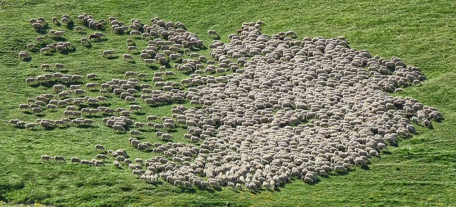 A compreensão das características naturais do comportamento das ovelhas podem melhorar muito os resultados