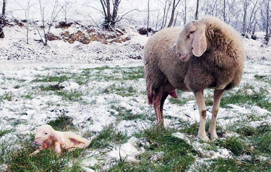 Eu quero manter o bebê ovelha como um animal de estimação