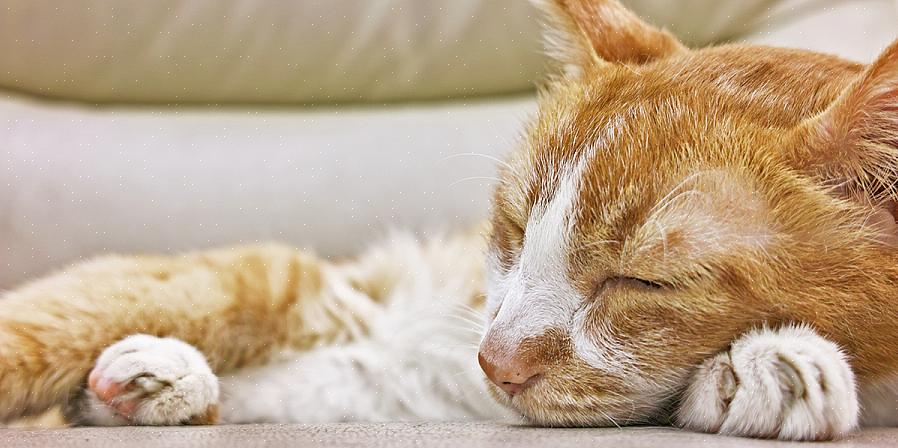 Os sintomas mais comuns de doença renal em gatos são