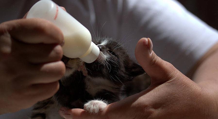 Pode passar a maior parte do dia dando mamadeira aos gatinhos