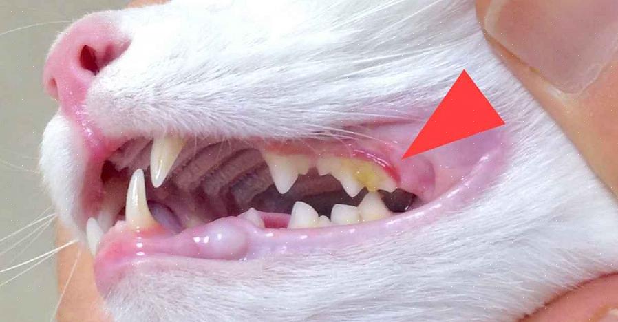 A única maneira de saber se um gato tem problemas dentários é levá-lo ao veterinário