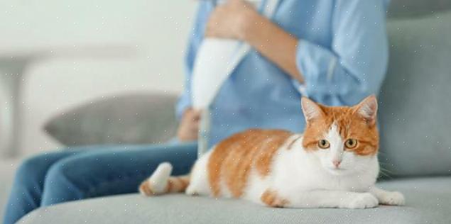 Sua gata grávida pode comer mais do que o normal