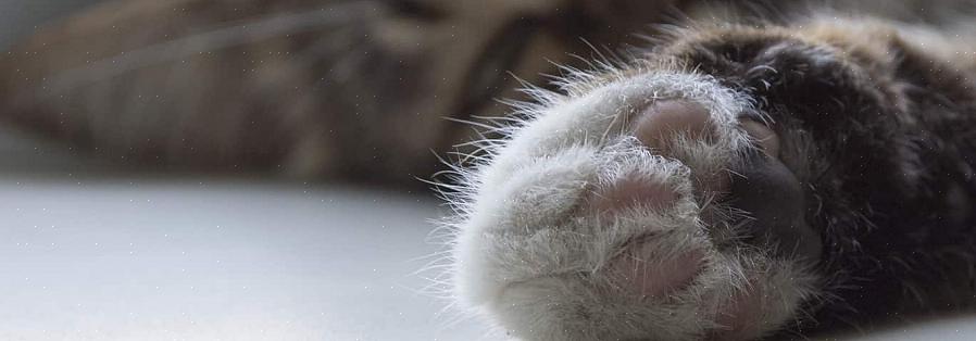 Não há realmente necessidade de aparar as garras do seu gato