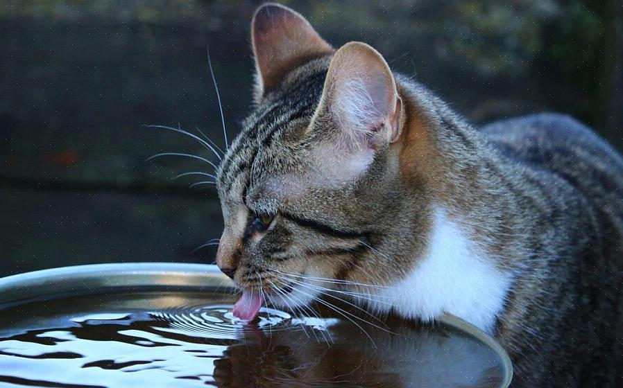 Certifique-se de limpar a pata do seu gato após cada vestíbulo externo