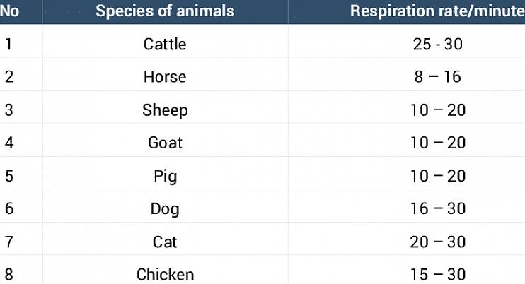 Para verificar a frequência respiratória de seus gatos