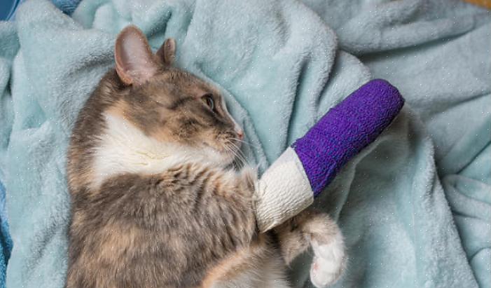Para ajudar seu gato a lidar com a paralisia