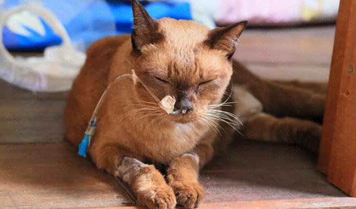 A lipidose hepática é mais comumente conhecida como doença do fígado gorduroso