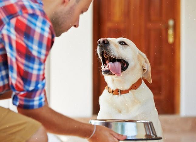 Envenenará seu animal de estimação