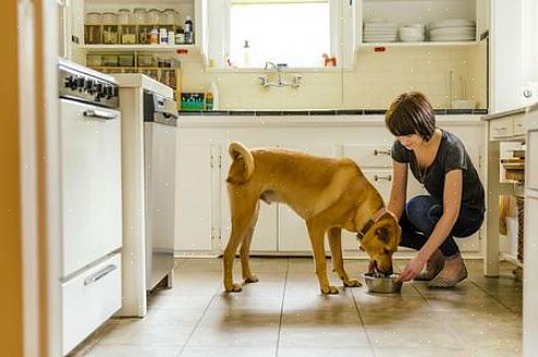 O leite de vaca não é para animais de estimação