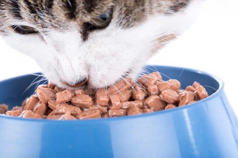 Veja se eles têm comida enlatada saudável para gatos