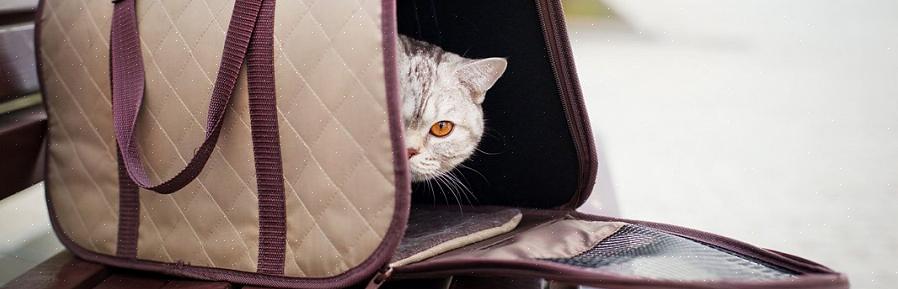 Todo gato terá que passear em um transportador de animais de estimação pelo menos algumas vezes na vida