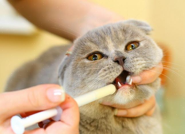 Se você estiver tendo problemas para dar medicação oral ao seu gato