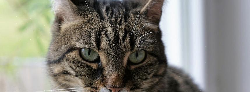 Se a medicação oral do seu gato vier na forma de comprimidos que podem ser administrados com comida