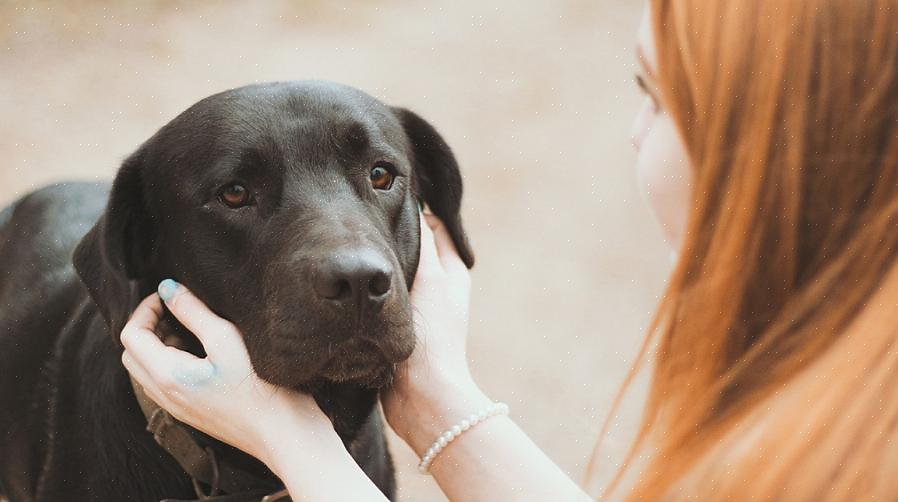 Este é o passo mais importante que você pode dar para ajudar seu animal de estimação a lidar com a morte