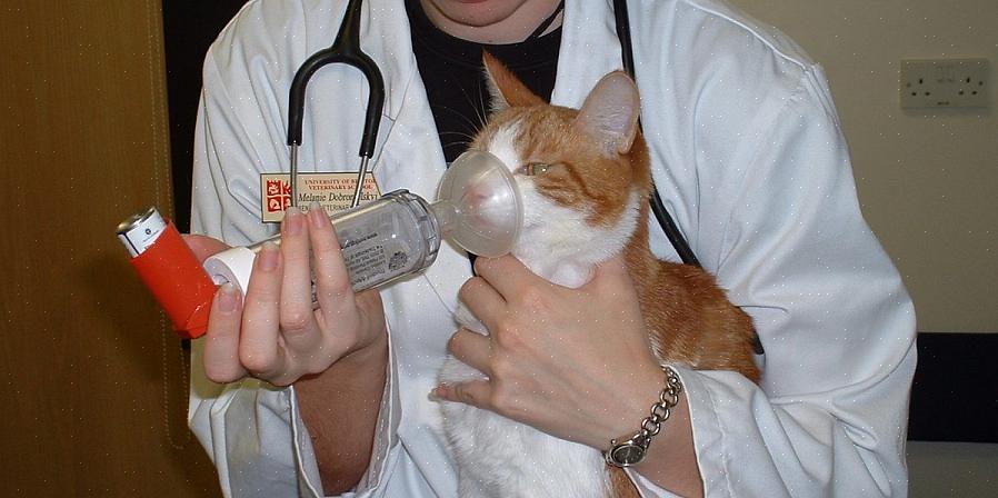 A asma felina pode ser difícil de diagnosticar porque imita outras doenças felinas