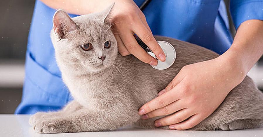 A panleucopenia felina é uma doença viral