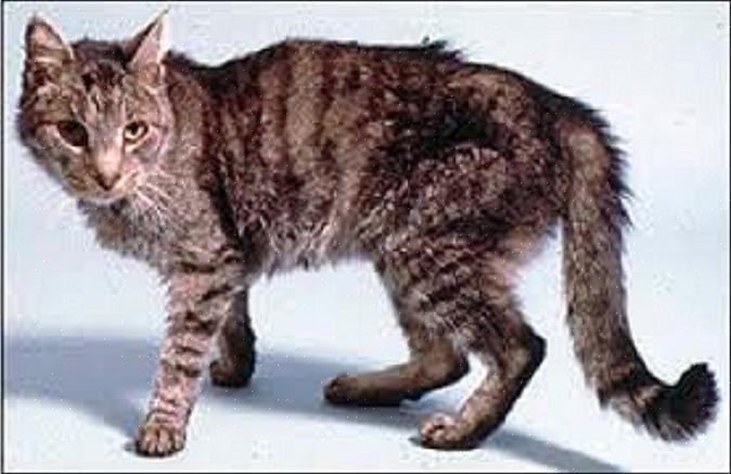 O hipertireoidismo felino é um distúrbio em gatos mais velhos