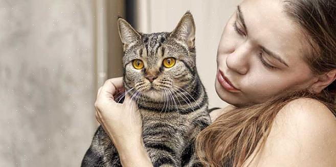 A peritonite infecciosa felina (PIF) é uma doença em gatos causada por uma infecção por um coronavírus