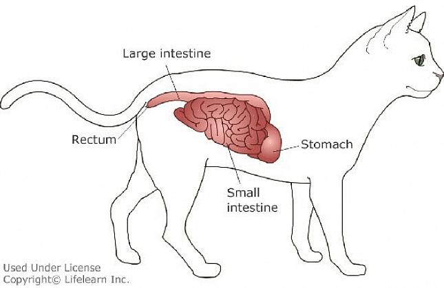 Quanto mais cedo a doença inflamatória felina do intestino for diagnosticada