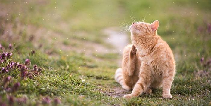 Esses métodos para manter as pulgas longe dos gatos são muito eficazes para impedir o problema