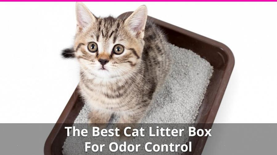 A cama mais fácil de manter a caixa de areia do seu gato livre de odores é a cama que pode ser acumulada