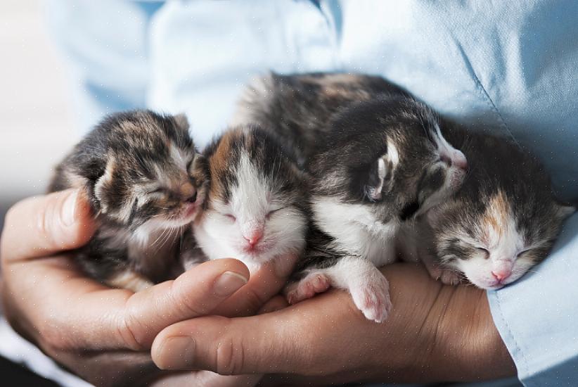 Como saber se sua gata de estimação está grávida