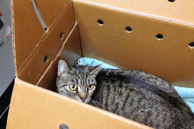 Pegue uma caixa ou transportadora para gatos