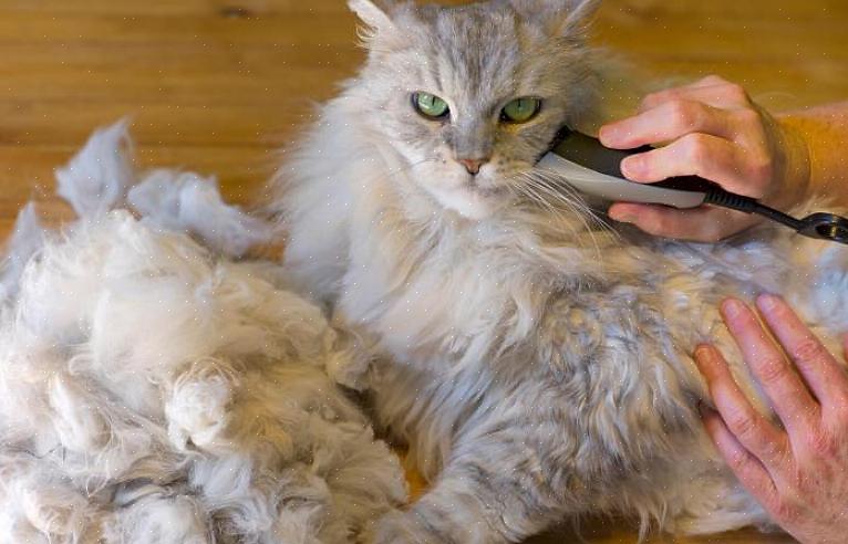 Se você encontrar tapetes ao escovar os pelos do seu gato