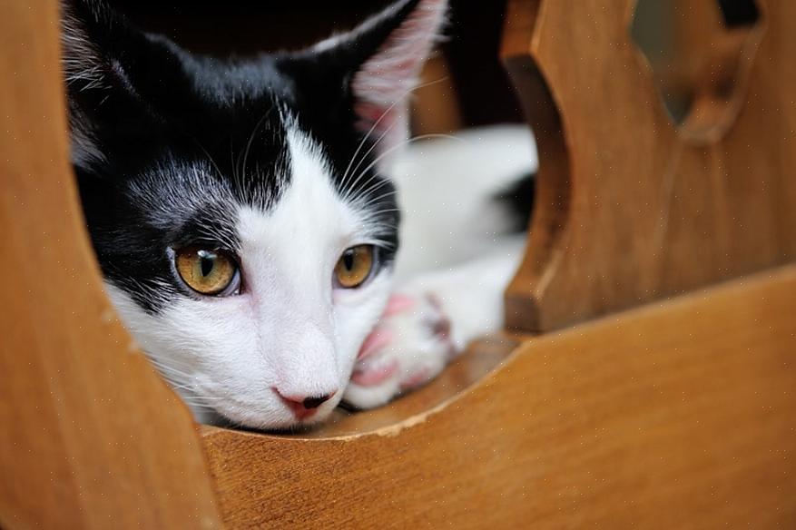 Não tente tratar um gato desidratado em casa se você suspeitar de desidratação grave ou de uma doença