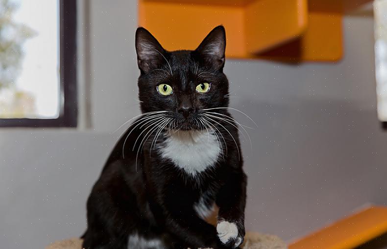 A doença hepática gordurosa felina é geralmente uma doença do fígado do gato em que há um acúmulo