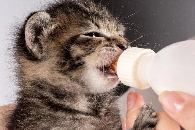 Depois que seu gatinho tiver feito a transição para comer comida de um pires ou tigela