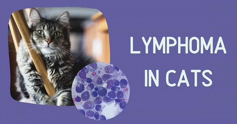 Tratar o linfoma felino e