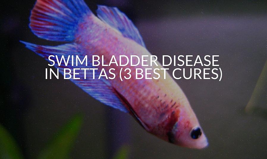 Nunca tente tratar um peixe dourado da doença da bexiga natatória se você nem tiver certeza