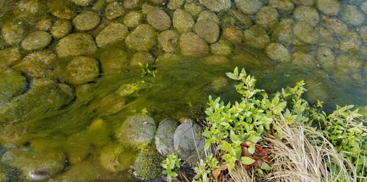 As algas se alimentam principalmente dos nutrientes presentes no tanque