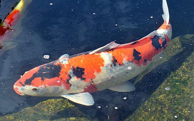 Se você está planejando criar peixes Koi em sua casa