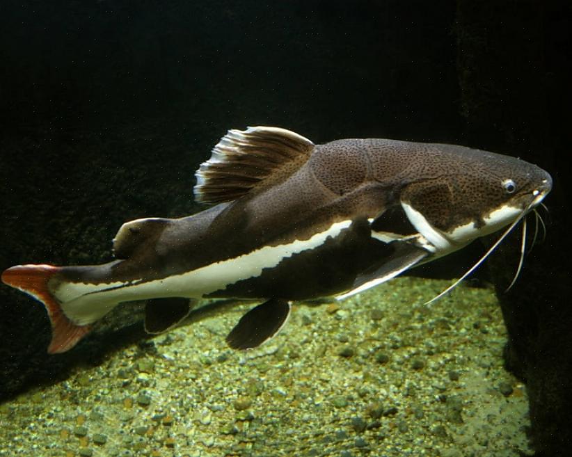 Aqui estão as etapas para cuidar de seus peixes de aquário