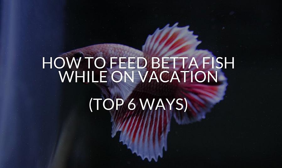 Certifique-se de ensinar a ele todos os fundamentos sobre como cuidar dos peixes Betta