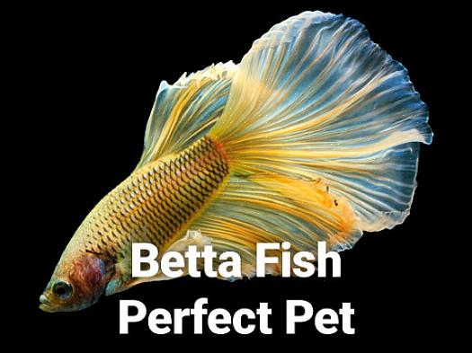 O peixe Betta