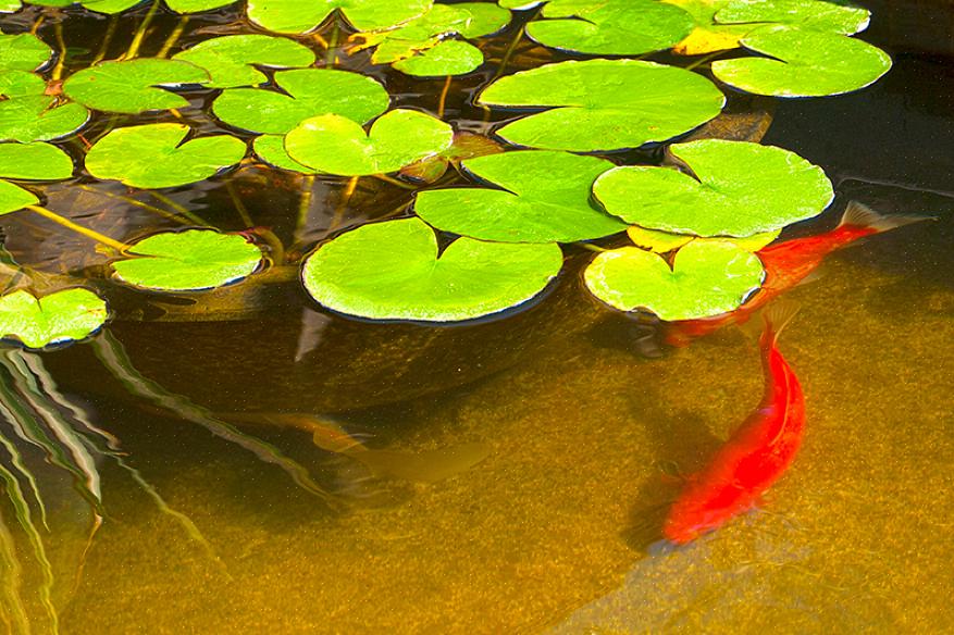 Aqui estão as etapas sobre como você pode transferir seu tanque de peixes dourados ao ar livre para dentro