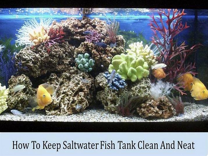 Se você mantém invertebrados em seu aquário de água salgada