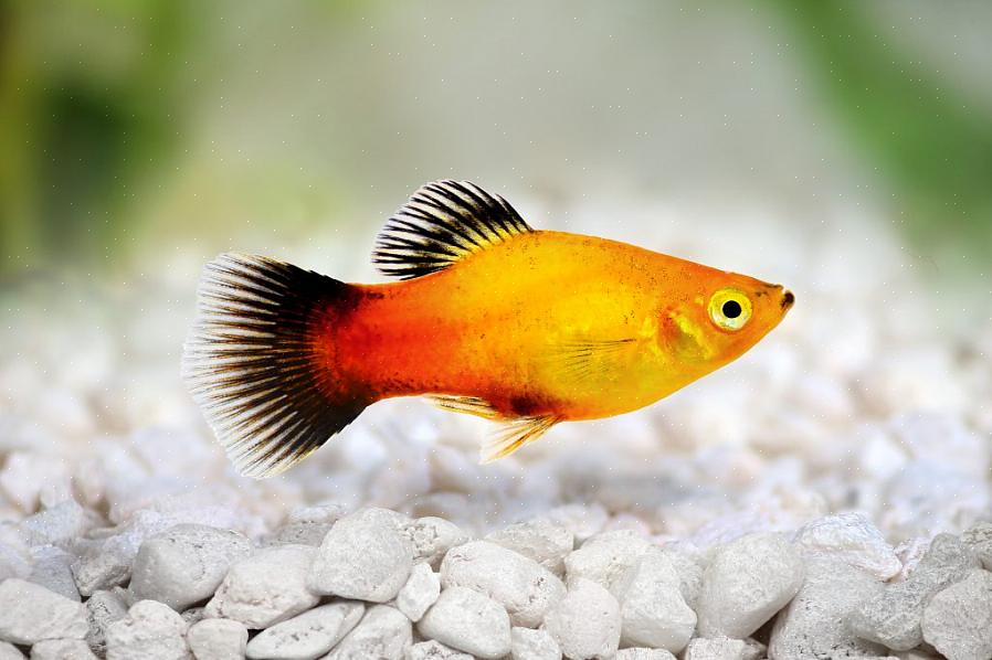 O peixe platy requer temperaturas do tanque entre 65 a 78 graus Fahrenheit