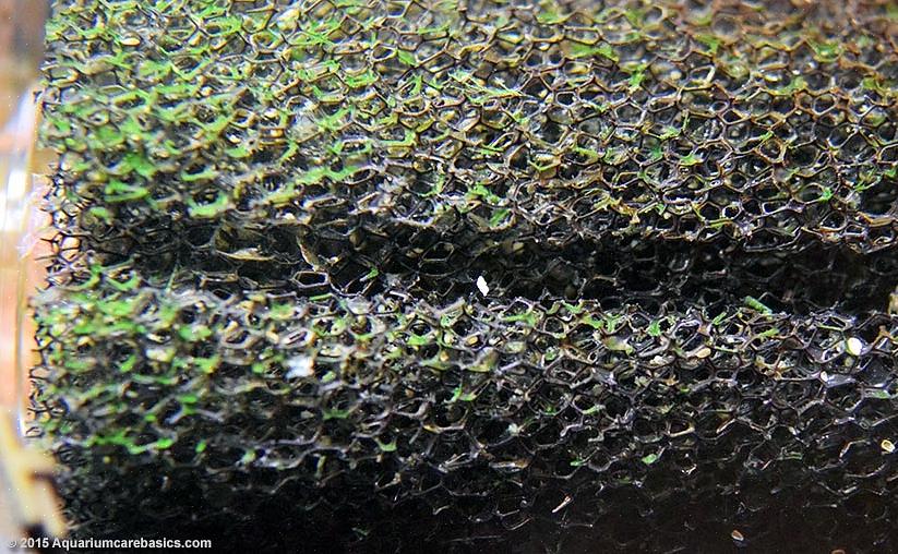 Semear um novo tanque de peixes com bactérias benéficas é